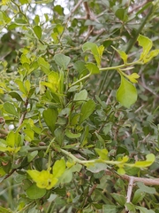 Condalia hookeri