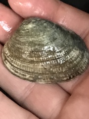 Ruditapes philippinarum