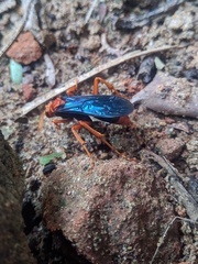 Pompilidae