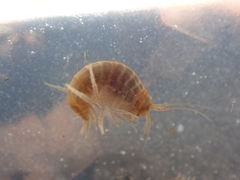 Gammarus pulex