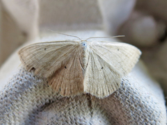 Scopula inductata
