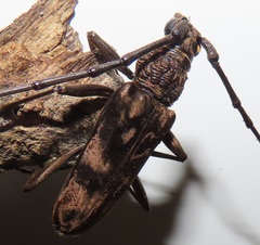 Pachydissus natalensis