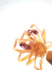Scotinella