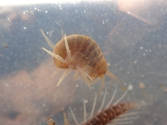 Gammarus pulex
