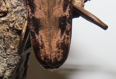 Pachydissus natalensis