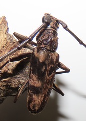 Pachydissus natalensis