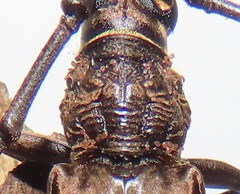 Pachydissus natalensis
