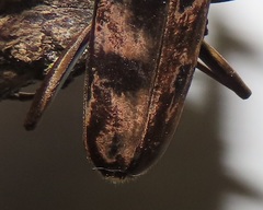 Pachydissus natalensis
