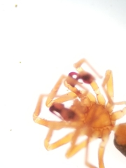 Scotinella