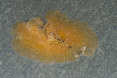 Pseudoceros canadensis