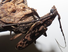 Pachydissus natalensis