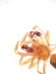 Scotinella