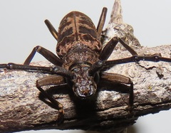 Pachydissus natalensis