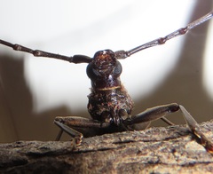 Pachydissus natalensis