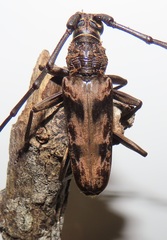 Pachydissus natalensis