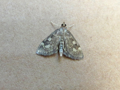 Anania tertialis