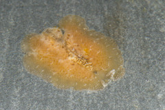 Pseudoceros canadensis