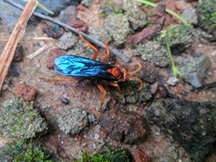 Pompilidae