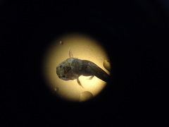 Bumblebee Catfish photo 2