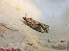 Endothenia nubilana