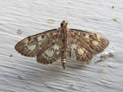 Anania tertialis