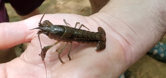 Procambarus versutus