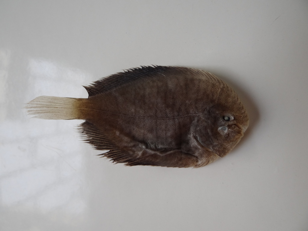 Yellowtail sole (Trinectes xanthurus) — Achiridae