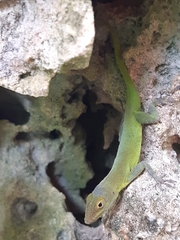 Anolis marmoratus