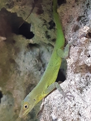Anolis marmoratus
