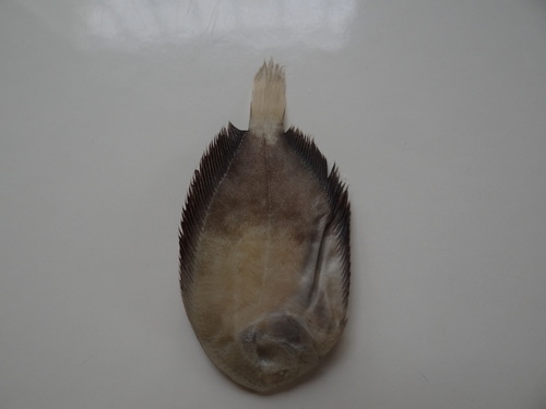 Yellowtail sole (Trinectes xanthurus) — Achiridae — 3