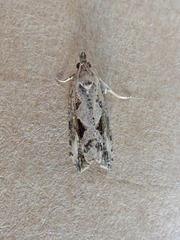 Endothenia nubilana