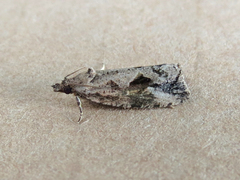 Endothenia nubilana