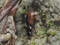 Bembidion lampros