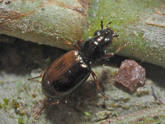 Bembidion lampros