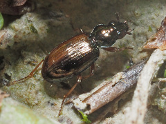 Bembidion lampros
