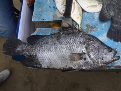 Lobotes pacifica