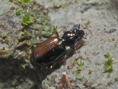Bembidion lampros