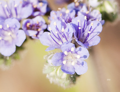 Phacelia congesta
