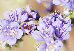Phacelia congesta
