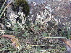 Cerastium krylovii