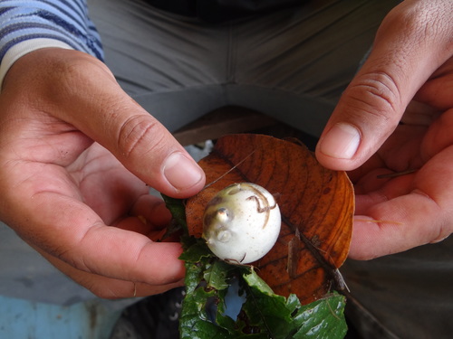 Amazon puffer (Colomesus asellus) — Tetraodontidae — 3