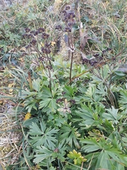 Anemonastrum biarmiense