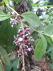 Miconia conospeciosa