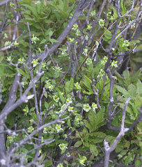 Silene baccifera japonicus