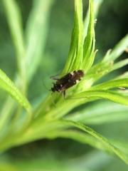 Closterotomus
