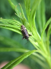 Closterotomus