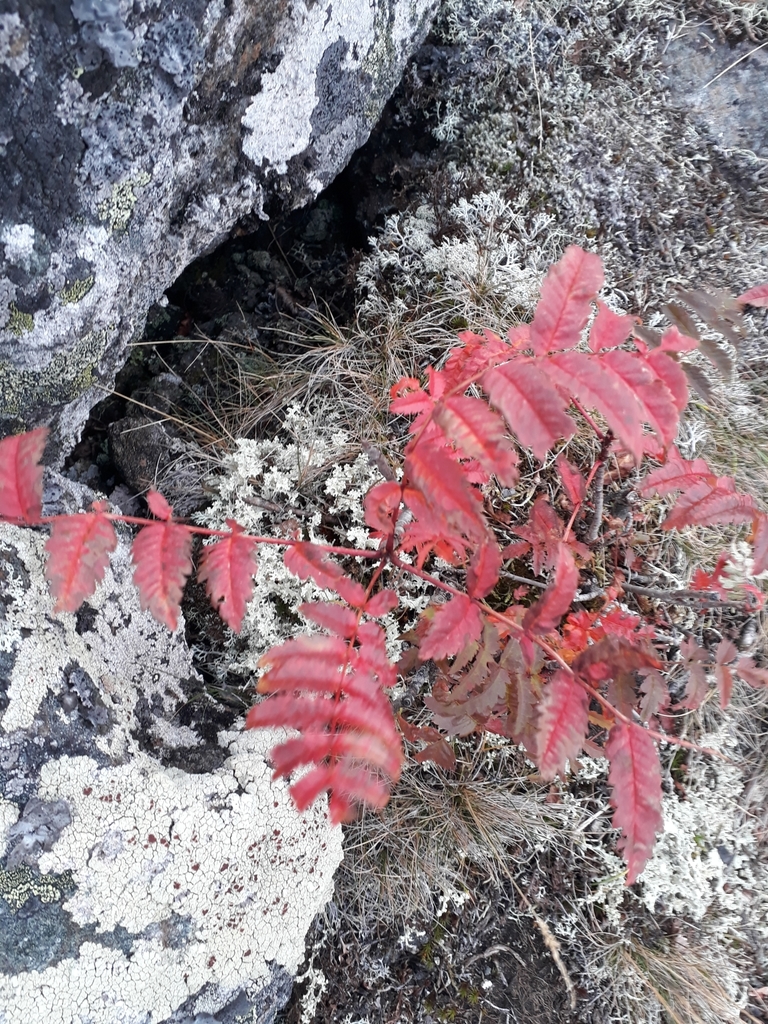 European Mountain Ash From Karpinsk Gorsovet RU SV RU On August 29   Large 