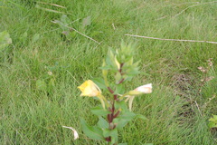 Oenothera rubricaulis