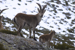 Capra pyrenaica victoriae