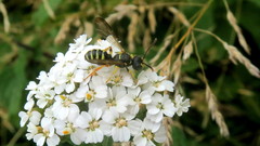 Cerceris quadricincta